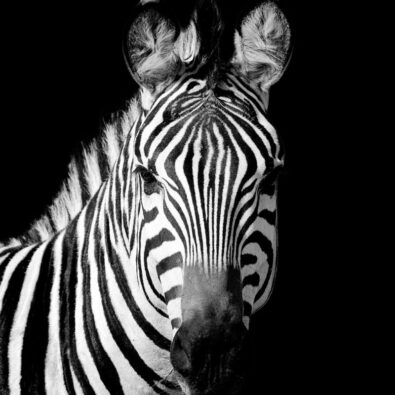 Zebra-stripes-800x800