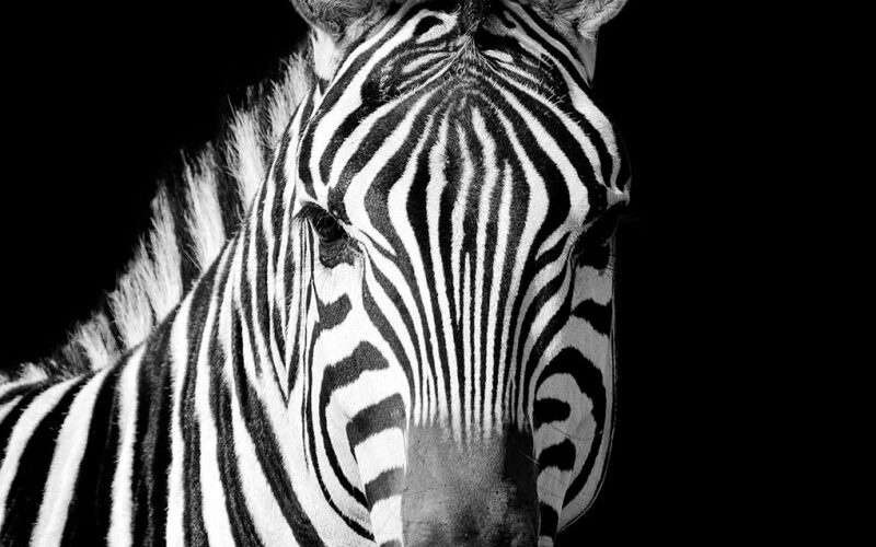 Zebra-stripes-800x800