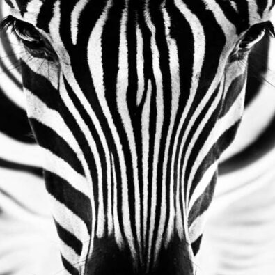 zebra-schilderij-staand-600x600
