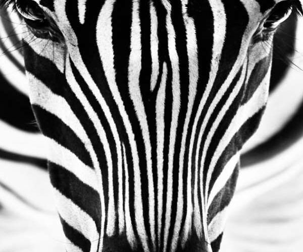 zebra-schilderij-staand-600x600